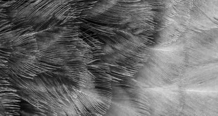 Macro photo of gray hen feathers.の写真素材