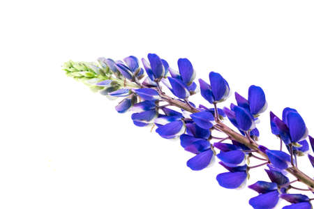 Blue lupine on a whiteの写真素材