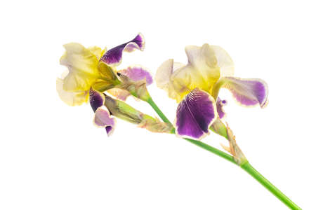 Yellow and purple Iris germanica on a whiteの写真素材