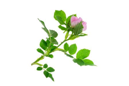 Wild rose flowers on whiteの写真素材
