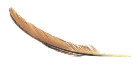 Black and brown feathers of a roosterの写真素材