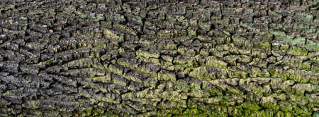 oak bark with visible details. background or textureの写真素材