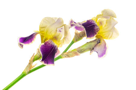 yellow and purple Iris germanica on a white isolated backgroundの写真素材