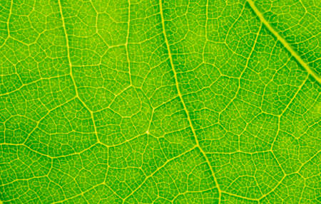 green leaf with visible texture. background or texturaの写真素材