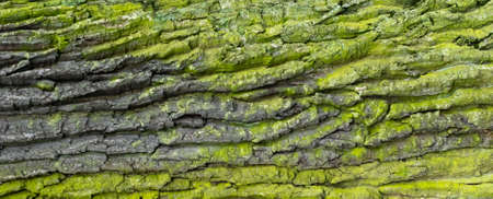 oak bark with visible details. background or textureの写真素材