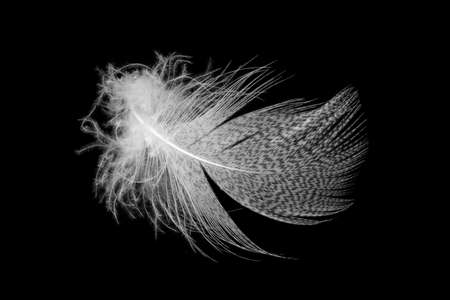white feathers on a black isolated backgroundの写真素材