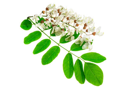 white acacia flowers on white isolated backgroundの写真素材