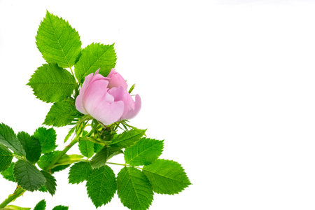 wild rose flowers on white isolated backgroundの写真素材