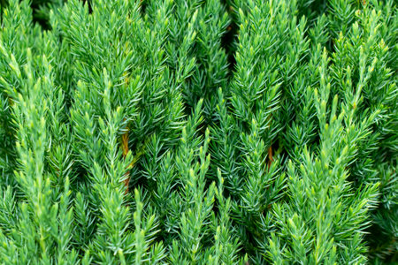 green juniper branches with visible details. background or textureの写真素材