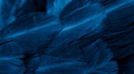 macro photo of violet hen feathers. background or texturaの写真素材