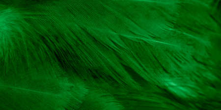 macro photo of green hen feathers. background or texturaの写真素材