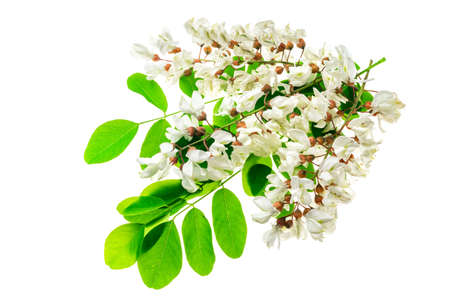 white acacia flowers on white isolated backgroundの写真素材