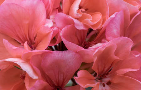flowers of pink geranium. background or texturaの写真素材