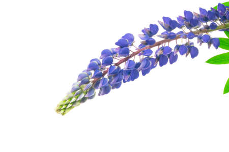 blue lupine on a white isolated backgroundの写真素材