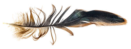 black and brown feathers of a rooster on a white isolated background