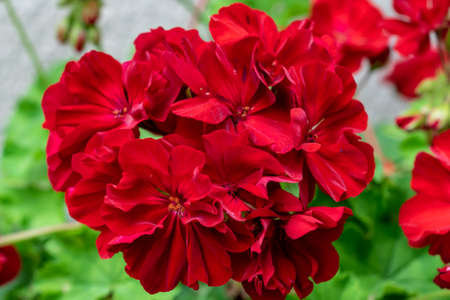 blooming geranium bright red colors close upの写真素材
