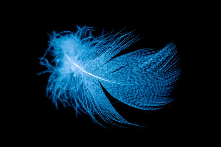 blue feathers on a black isolated backgroundの写真素材