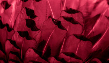 red pheasant feathers with a visible texture. backgroundの写真素材