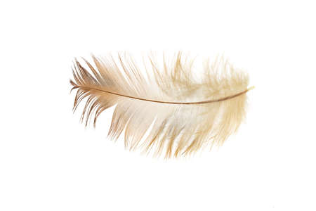 black and brown feathers of a rooster on a white isolated backgroundの写真素材