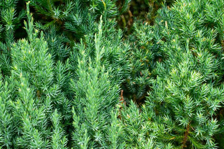 green juniper branches with visible details. background or textureの写真素材