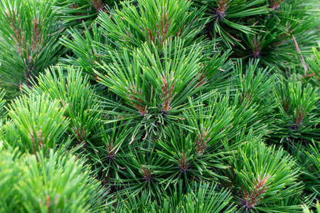green pine branches with visible details. backgroundの写真素材