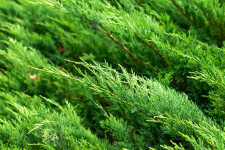 green juniper branches with visible details. background or textureの写真素材