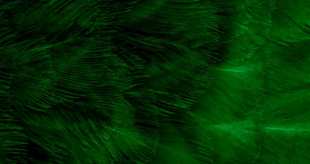 macro photo of green hen feathers. background or texturaの写真素材