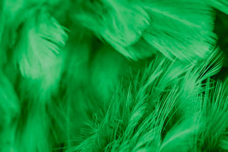 macro photo of green hen feathers. background or texturaの写真素材