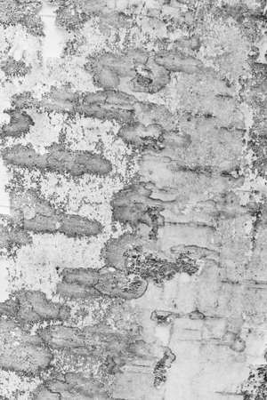 white birch bark with visible texture. backgroundの写真素材