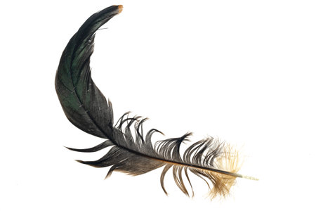black and brown feathers of a rooster on a white isolated backgroundの写真素材