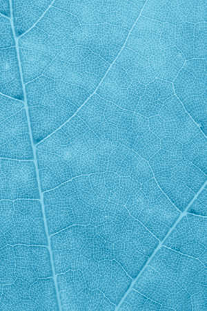 macro photo of a blue leaf. background