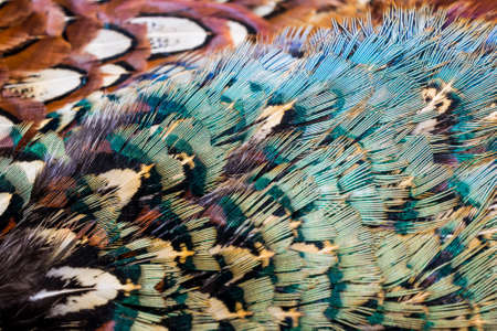 colored pheasant feathers with a visible texture. backgroundの写真素材