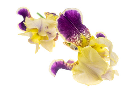 yellow and purple Iris germanica on a white isolated backgroundの写真素材