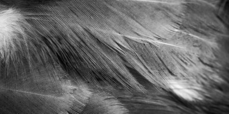 macro photo of gray hen feathers. background or texturaの写真素材