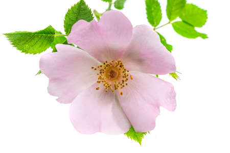 wild rose flowers on white isolated backgroundの写真素材