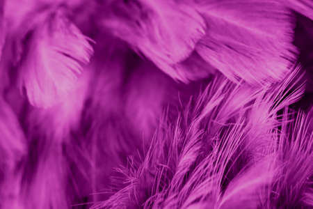 macro photo of violet hen feathers. background or texturaの写真素材