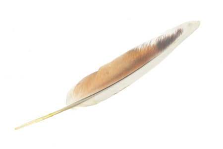 a pigeon feather on a white isolated backgroundの写真素材