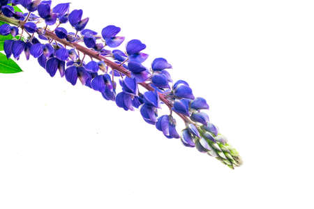 blue lupine on a white isolated backgroundの写真素材