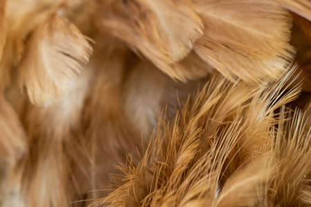 macro photo of brown hen feathers. background or texturaの写真素材