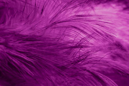 macro photo of violet hen feathers. background or texturaの写真素材