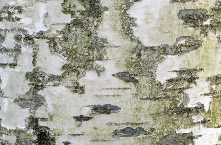 white birch bark with visible texture. backgroundの写真素材