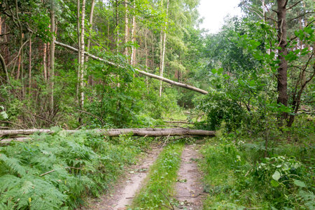 fallen linden trees on a forest roadの写真素材