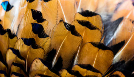 colored pheasant feathers with a visible texture. backgroundの写真素材