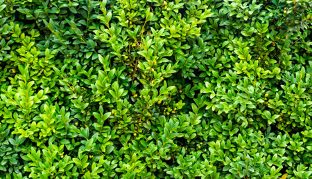green boxwood twigs with visible details. background or texture