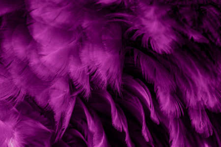 macro photo of violet hen feathers. background or texturaの写真素材