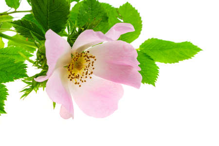 wild rose flowers on white isolated backgroundの写真素材