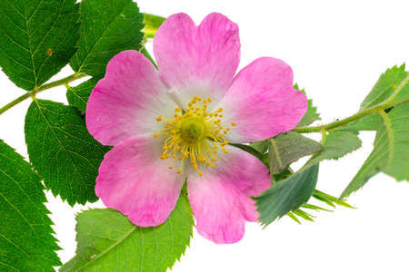 wild rose flowers on white isolated backgroundの写真素材