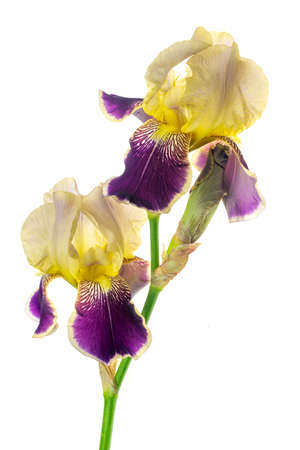 yellow and purple Iris germanica on a white isolated backgroundの写真素材
