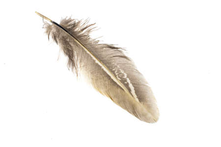 brown pheasant feather on a white backgroundの写真素材