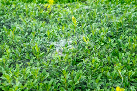 green boxwood twigs with visible details. background or textureの写真素材